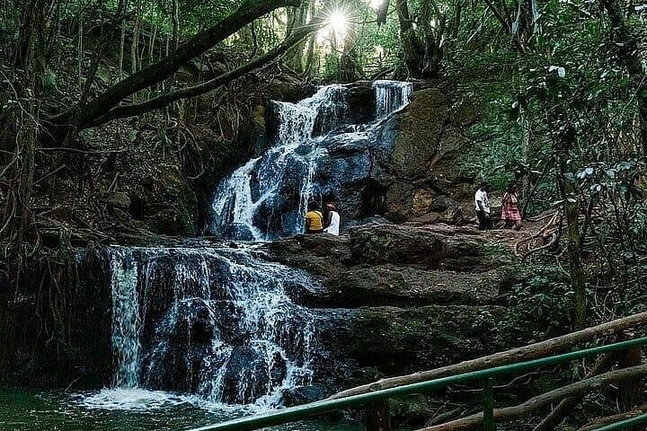 Karura Forest to Fairview Coffee Farm: Private Day Tour from Nairobi photo 2