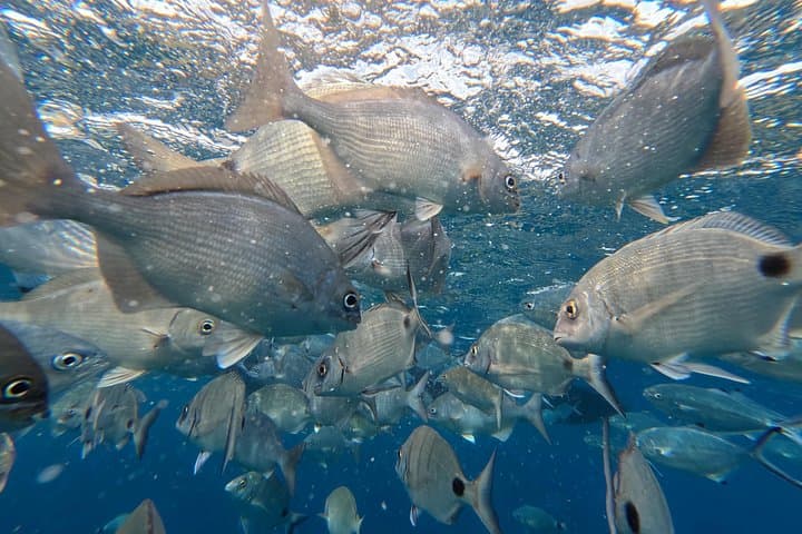 Snorkel the Ilhéu: Glassy Waters and Volcanic Reefs Off Vila Franca do Campo photo 5