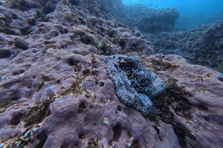 Snorkel the Ilhéu: Glassy Waters and Volcanic Reefs Off Vila Franca do Campo photo 2