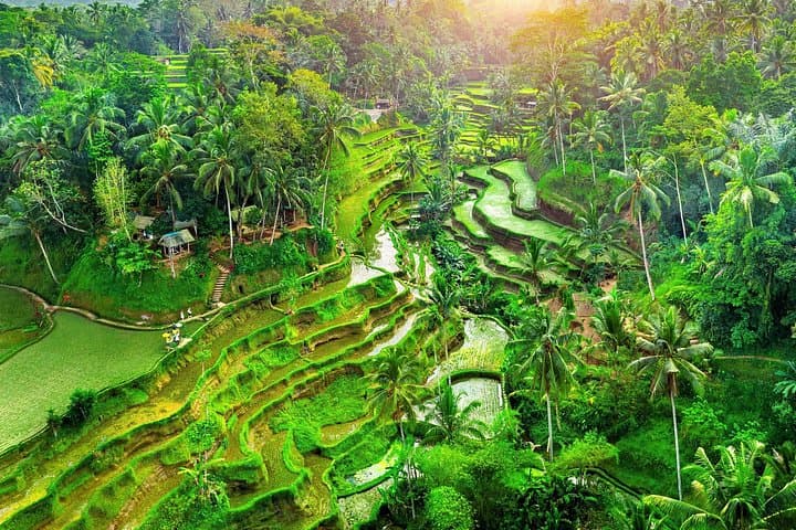 Ubud Jungle Adventure — Monkey Forest, Bali Swing & Tirta Empul Day Tour
