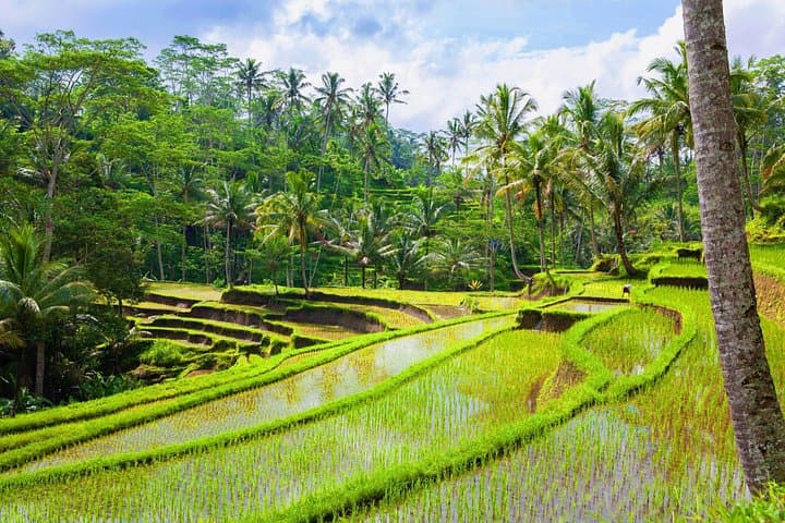 Ubud Jungle Adventure — Monkey Forest, Bali Swing & Tirta Empul Day Tour photo 2