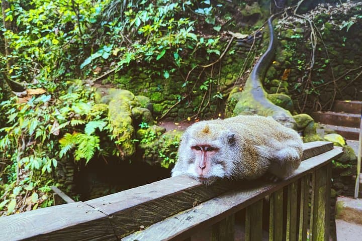 Ubud Jungle Adventure — Monkey Forest, Bali Swing & Tirta Empul Day Tour photo 4