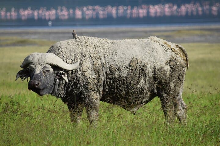 5-Day Mid-Range Safari: Tarangire, Lake Manyara, Serengeti & Ngorongoro photo 1