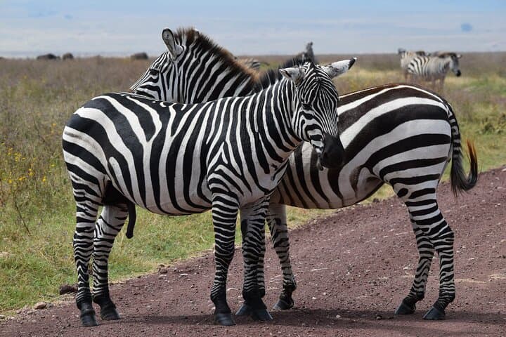 5-Day Mid-Range Safari: Tarangire, Lake Manyara, Serengeti & Ngorongoro photo 2