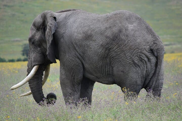 4-Day Camping Safari: Tarangire, Serengeti & Ngorongoro from Arusha photo 1