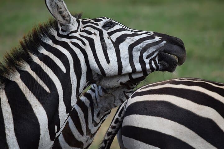 5-Day Mid-Range Safari: Tarangire, Lake Manyara, Serengeti & Ngorongoro photo 4