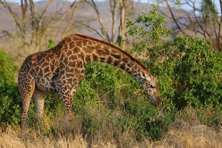 Overnight Safari to Salt Lick Lodge: Mombasa to Taita Hills Wildlife Experience photo 3