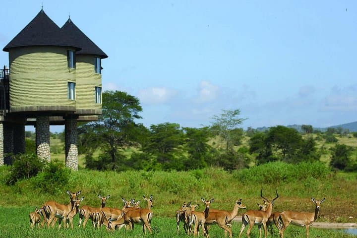 Overnight Safari to Salt Lick Lodge: Mombasa to Taita Hills Wildlife Experience photo 4