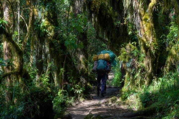 Marangu Gate Day Hike on Mount Kilimanjaro: Mandara Huts Day Trek photo 6