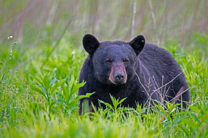 Cades Cove Self-Guided Driving Audio Tour — Historic Loop, Waterfalls & Wildlife photo 4