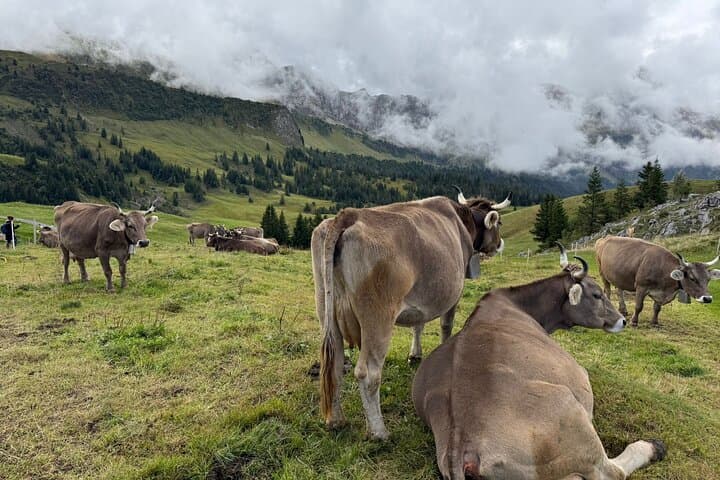 Alpine Playground Monster Scooter Ride from Lucerne — Family-Friendly Mountain Adventure photo 3
