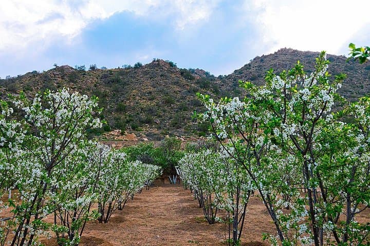 Discover Taif's Roses and Mountains: Day Tour from Makkah with Lunch photo 4