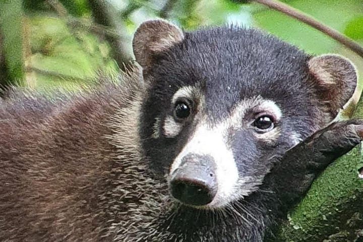 Sirena Overnight: 2-Day Corcovado National Park Tour from Puerto Jimenez photo 1