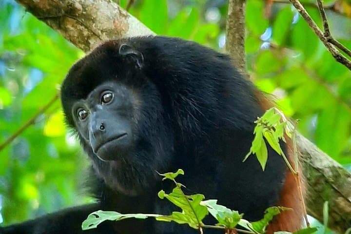 Sirena Overnight: 2-Day Corcovado National Park Tour from Puerto Jimenez photo 4