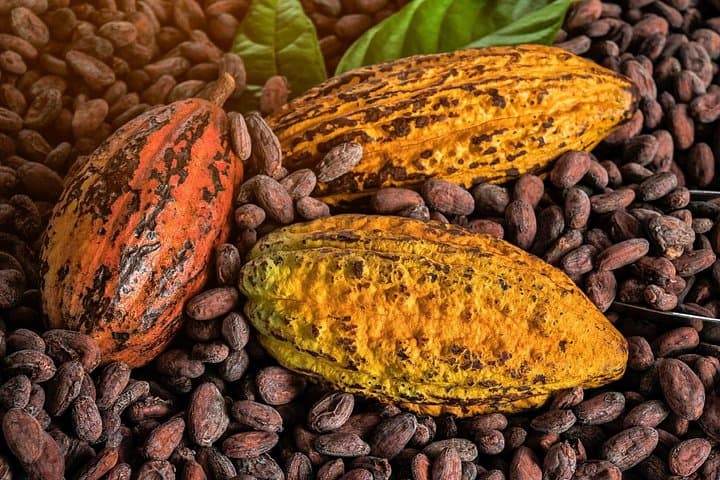 St Lucia Crop-to-Cup and Bean-to-Bar Coffee and Chocolate Tour photo 1