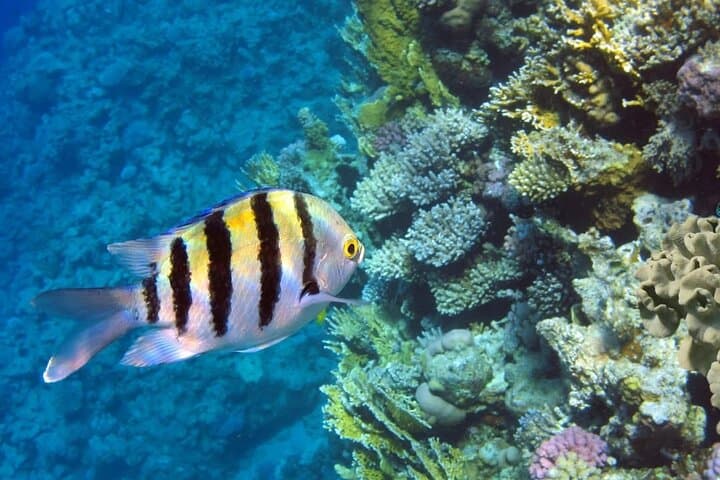 Puerto Morelos Snorkeling Tour: Explore Coral Reefs & Sea Turtles photo 4