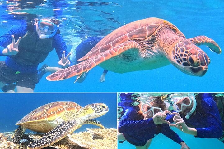 Turtle Snorkeling in Ishigaki: Small-Group English Beach Snorkel with Turtles