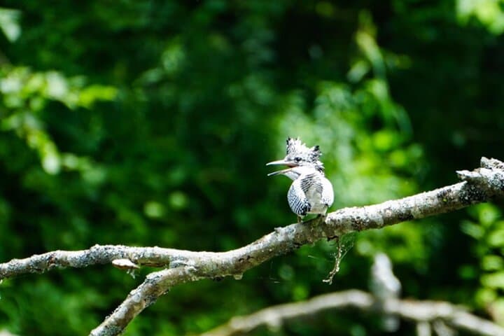 Canoe Birdwatching at the Kushiro River Source — Guided Ornithology Tour in Akan-Mashu photo 2