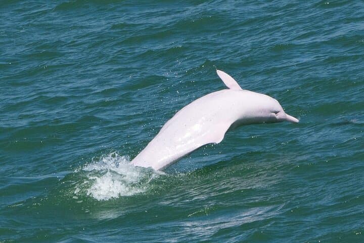 Lantau Cable Car & Tai O: Ngong Ping Buddha, Boat Cruise & Dolphin Watching