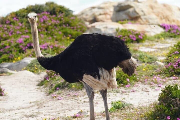 Cape Peninsula Full-Day Tour: Cape Point, Chapman's Peak & Boulders Beach photo 3
