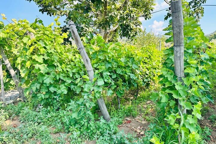 Mount Etna Jeep Adventure and Wine Tasting from Taormina photo 3