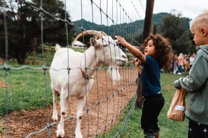 Sheep World & West Auckland Discovery: Piha, Waitakere Ranges and Farm Life photo 5
