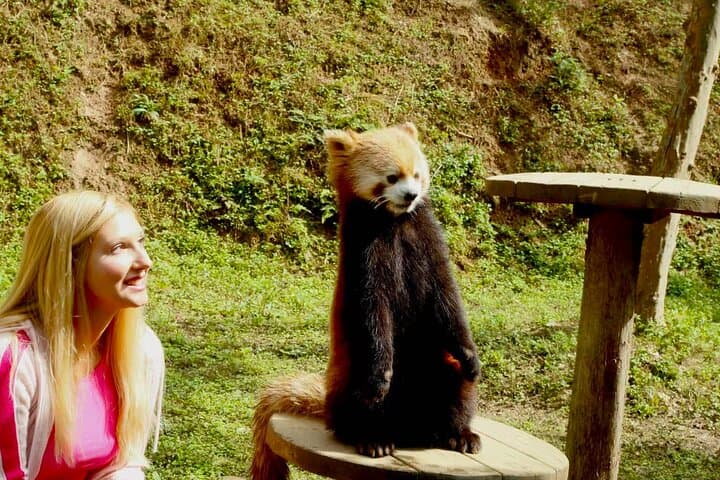 Dujiangyan Panda Sanctuary: Morning Feeding and Red Panda Keeper Experience photo 3