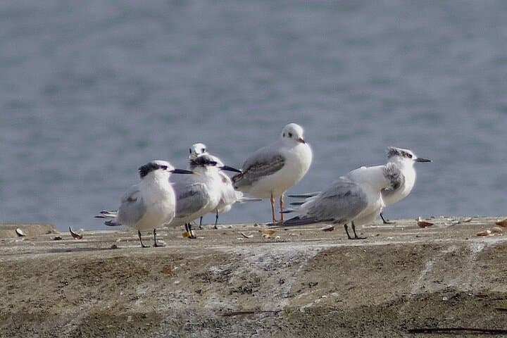Mewia Łacha Coastal Birding Loop on Sobieszewo Island photo 6
