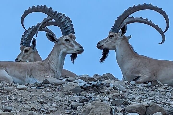 Masada, Ein Gedi & Dead Sea: Hike, Float and Explore the Lowest Point on Earth