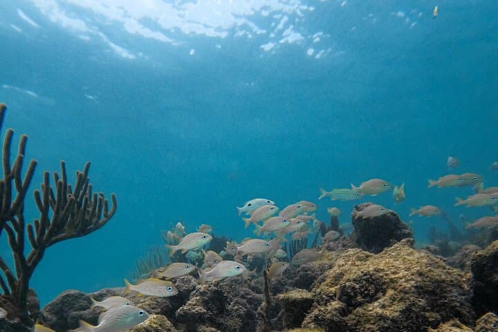 Snorkeling Xtreme: Cenote Snorkel, Zip Lines & Abseil Adventure from Cancun photo 5