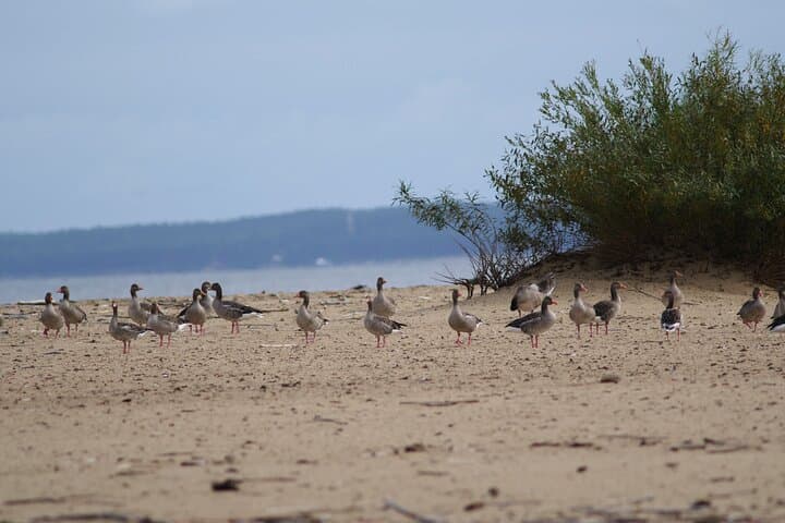 Mewia Łacha Coastal Birding Loop on Sobieszewo Island