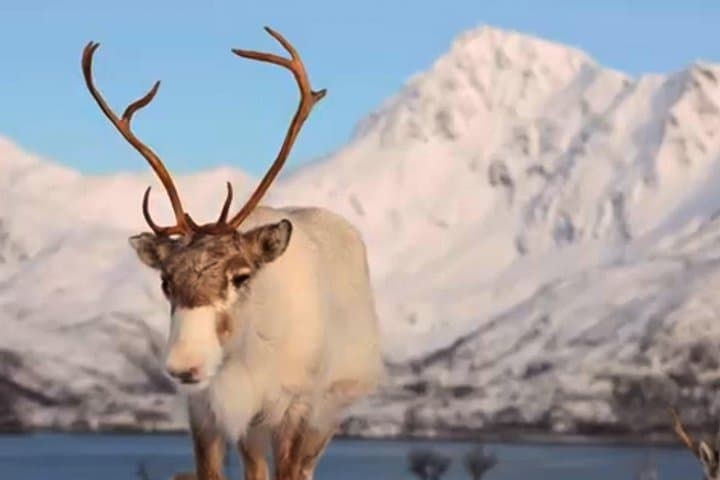 Feed Reindeer and Experience Sámi Culture: Arctic Fjord Tour from Tromsø photo 2