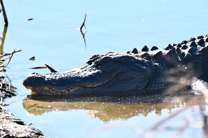 Bulls Island Ferry: Cape Romain Wildlife & Boneyard Beach Day Trip photo 2