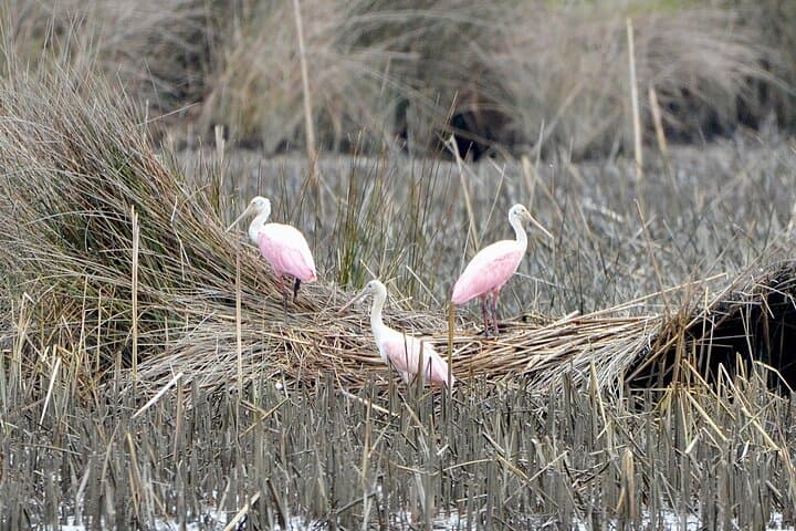Bulls Island Ferry: Cape Romain Wildlife & Boneyard Beach Day Trip