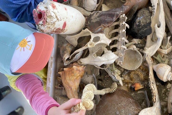 Bulls Island Ferry: Cape Romain Wildlife & Boneyard Beach Day Trip photo 5