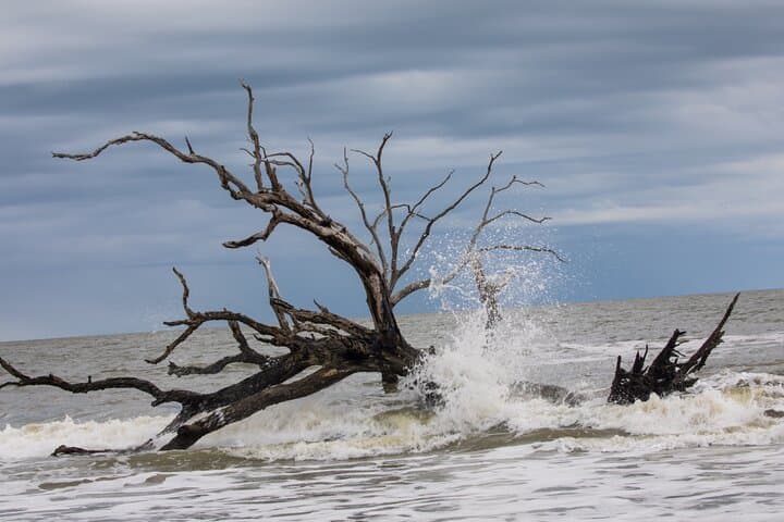 Bulls Island Ferry: Cape Romain Wildlife & Boneyard Beach Day Trip photo 6