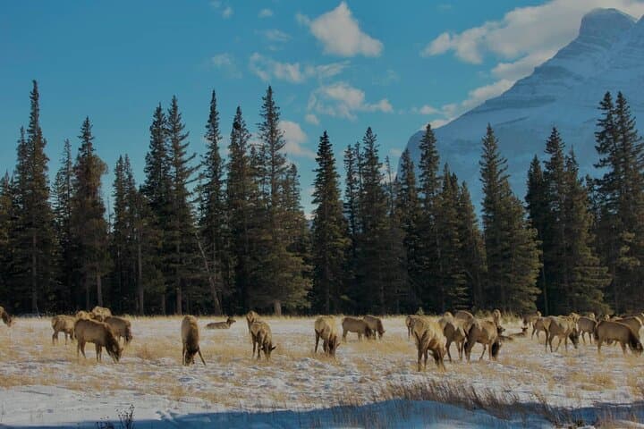 Banff Small-Group Day Tour: Johnston Canyon, Bow Lake, Two Jack & Minnewanka photo 4