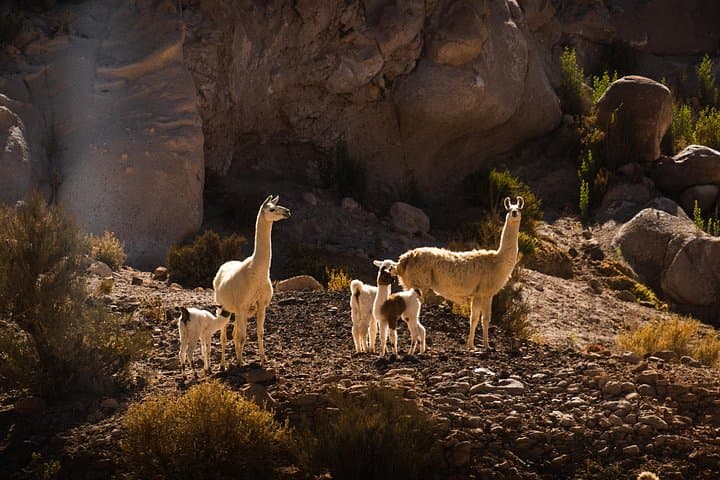 Valle del Arcoíris (Rainbow Valley) 6‑Hour Day Tour from San Pedro de Atacama photo 2