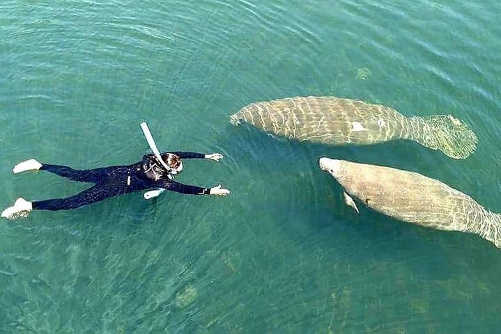 Manatee Magic: Private 3-Hour Heated Boat Swim on the Homosassa River photo 5