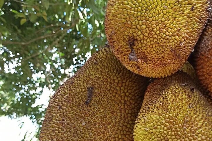 Half-Day Zanzibar Spice Farm Tour with Lunch — Kizimbani Spice Experience photo 4