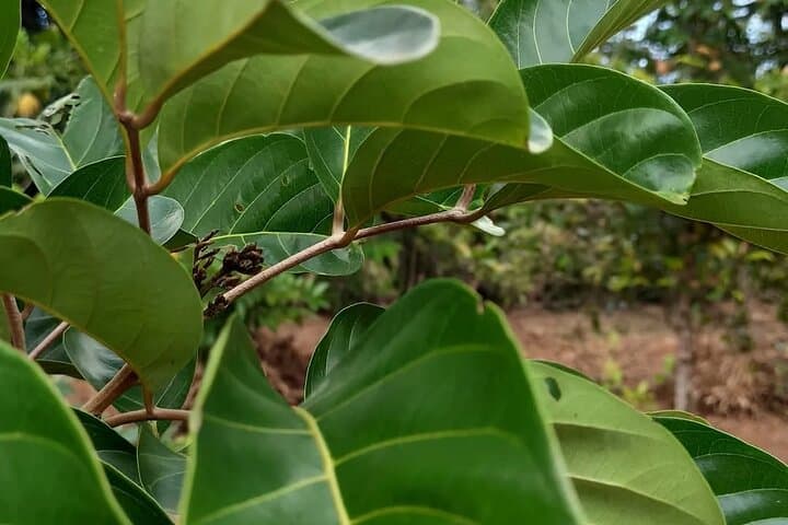 Half-Day Zanzibar Spice Farm Tour with Lunch — Kizimbani Spice Experience photo 5