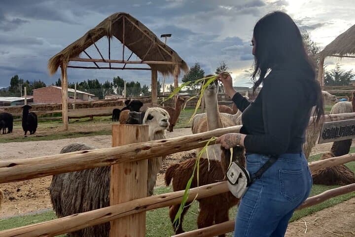 Cusco Private City Tour: Sacsayhuamán, Qoricancha & Alpacas photo 2