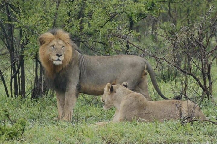 3-Day Kruger Safari and Blyde River Canyon from Johannesburg photo 1