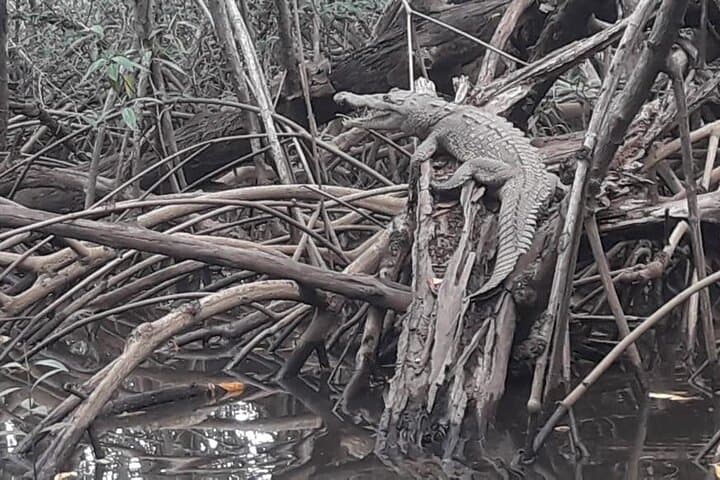 Tamarindo Estuary Boat Adventure: Mangroves, Crocs & Monkeys photo 3