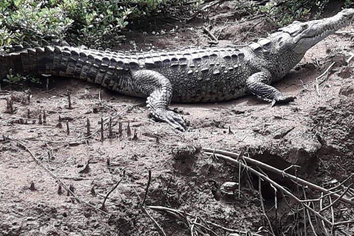 Tamarindo Estuary Boat Adventure: Mangroves, Crocs & Monkeys photo 5