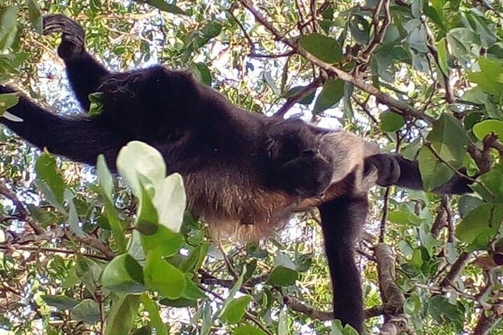 Tamarindo Estuary Boat Adventure: Mangroves, Crocs & Monkeys photo 6