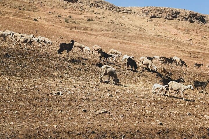 Atlas Mountains Day Trip to Imlil Valley, Waterfalls & Camel Ride from Marrakech photo 3