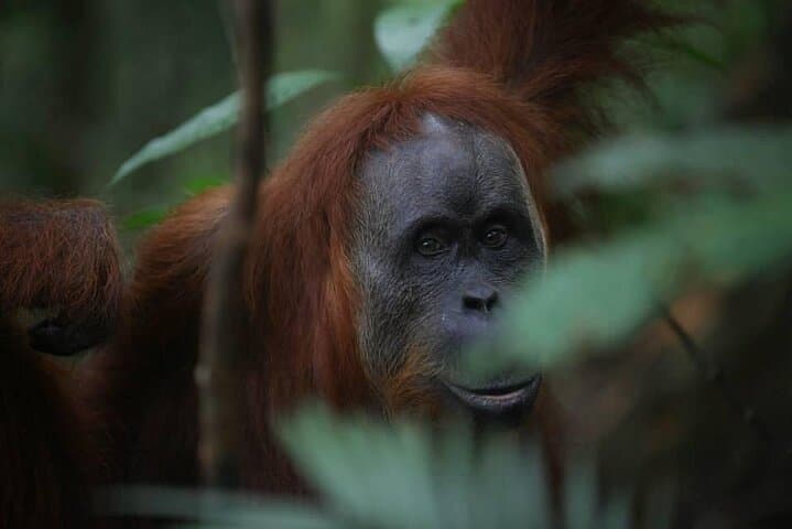 Bukit Lawang 4-Day Ethical Jungle Trek and Orangutan Experience