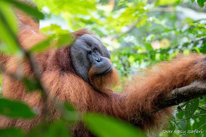 Bukit Lawang 4-Day Ethical Jungle Trek and Orangutan Experience photo 2