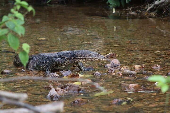 Bukit Lawang 4-Day Ethical Jungle Trek and Orangutan Experience photo 4